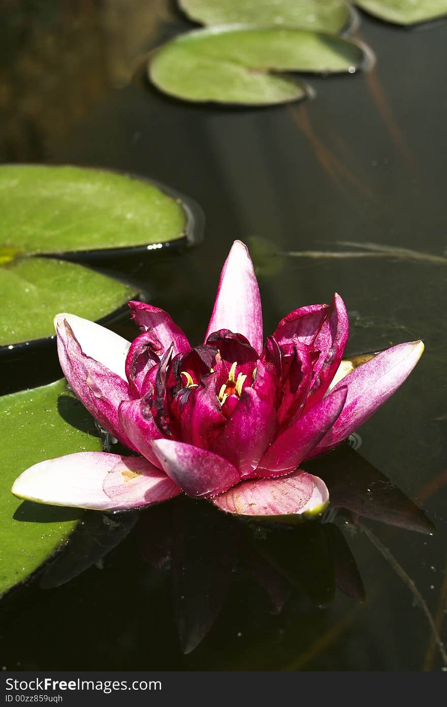 A beautiful water lily on a lake.