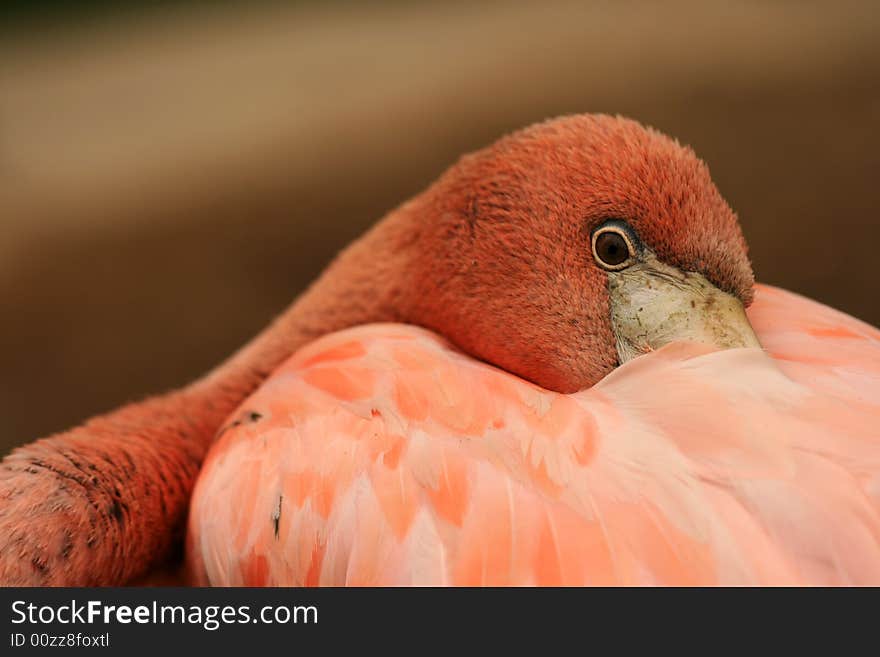 Closeup of hidden head of flamingo. Closeup of hidden head of flamingo