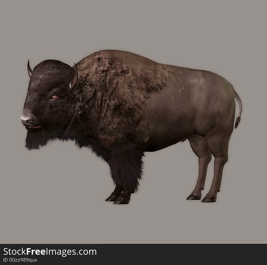 Bison