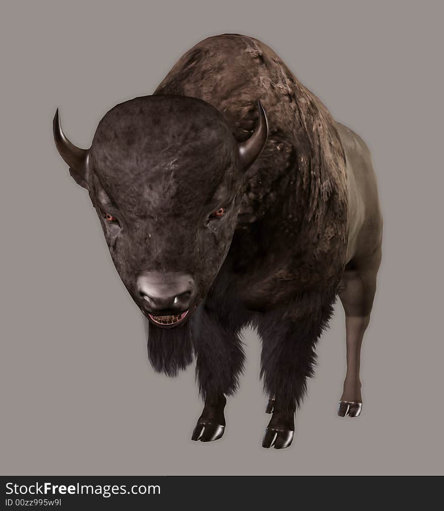 Bison