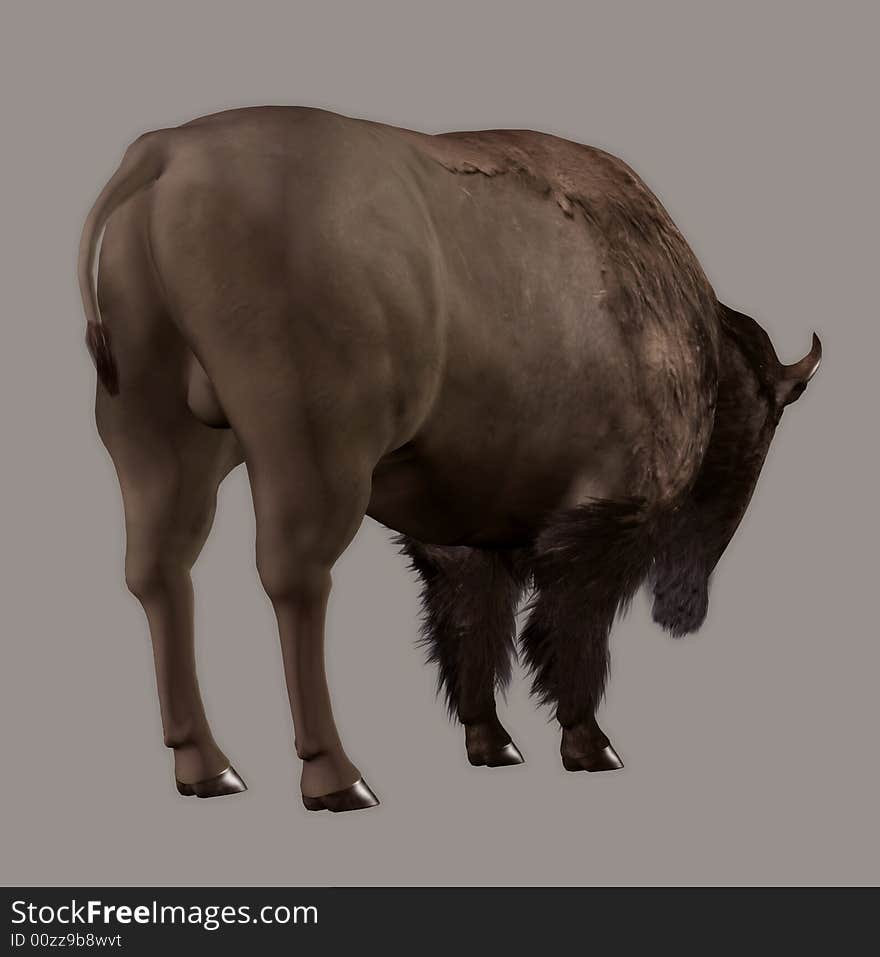 Bison