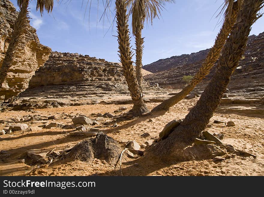 Palm trees on Sahara desert surrounded by hills. Africa - Mauretania. Palm trees on Sahara desert surrounded by hills. Africa - Mauretania