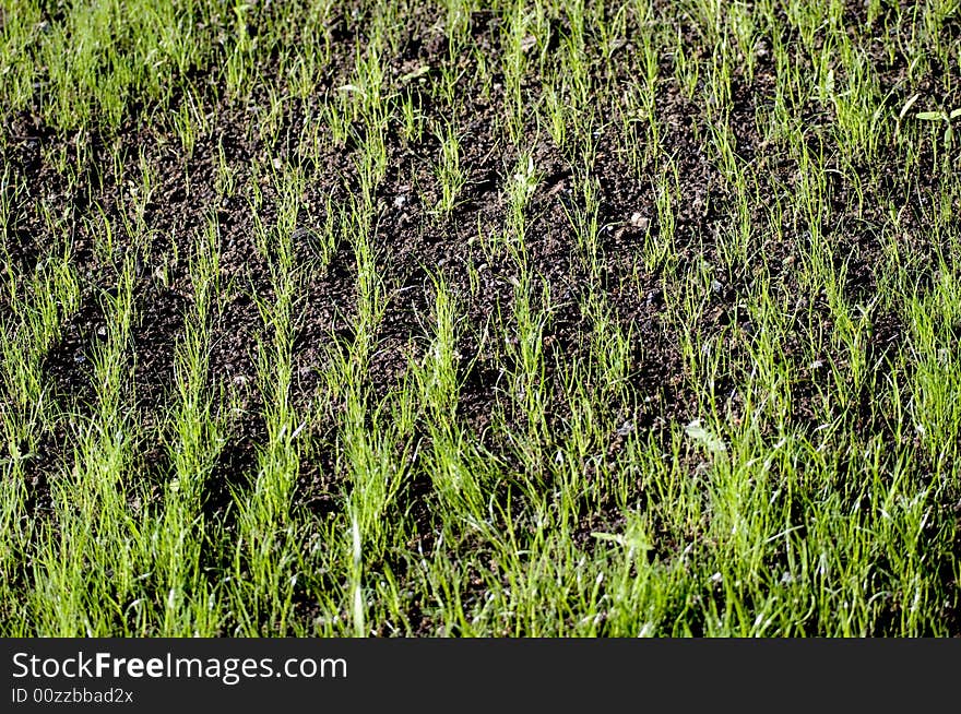 New green  grass in the spring