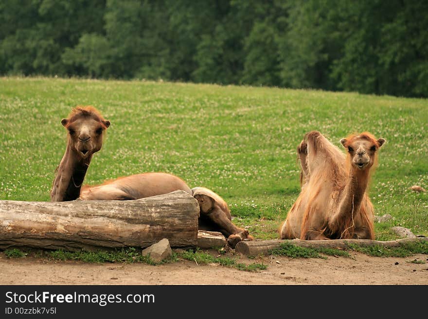 Two lazy camels sitting and relaxing on green grass