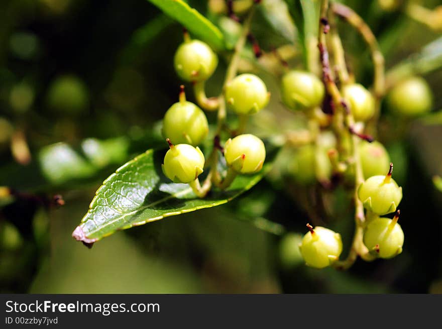 Fruits And Leaf