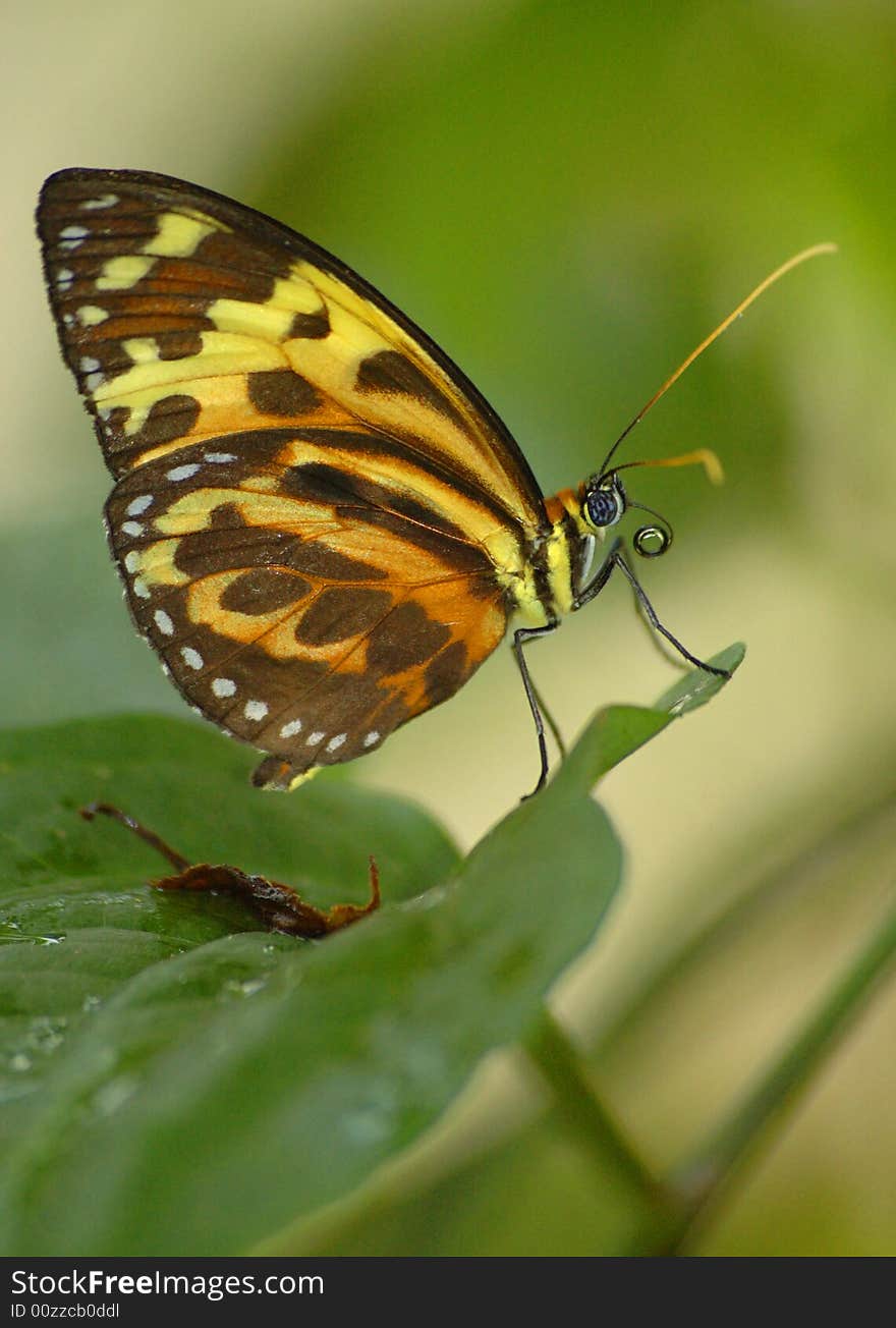 Nymphalid butterfly resting on a leaf