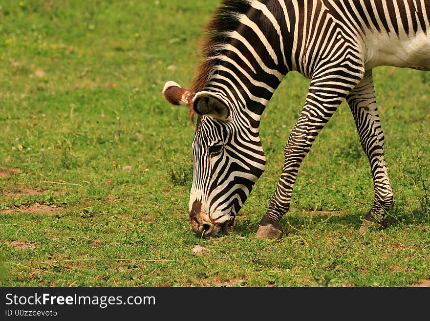 Closeup of zebra eating fresh grass