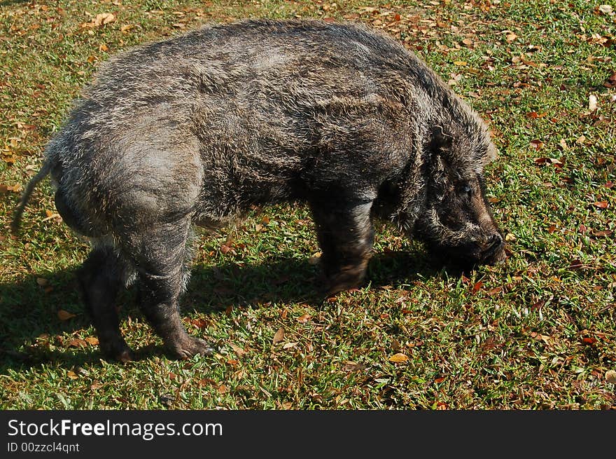 Boar