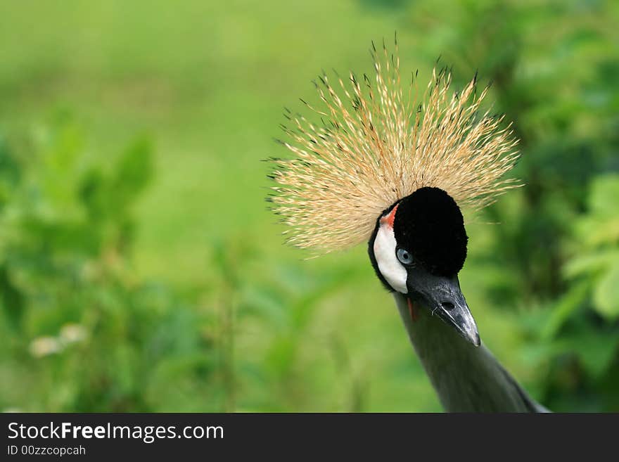 Portrait of unkempt bird