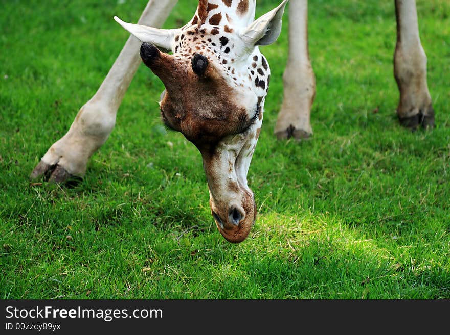 Closeup of giraffe eating fresh grass. Closeup of giraffe eating fresh grass