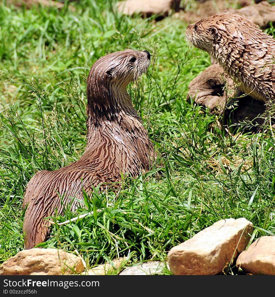 Pictures with two otters in the grass