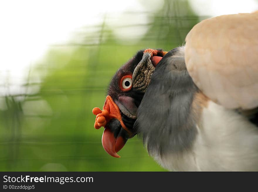 Portrait of vulture with red beak