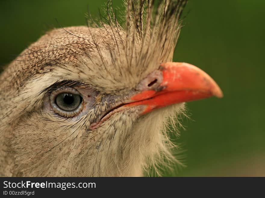 Portrait of beautiful hairy bird. Portrait of beautiful hairy bird