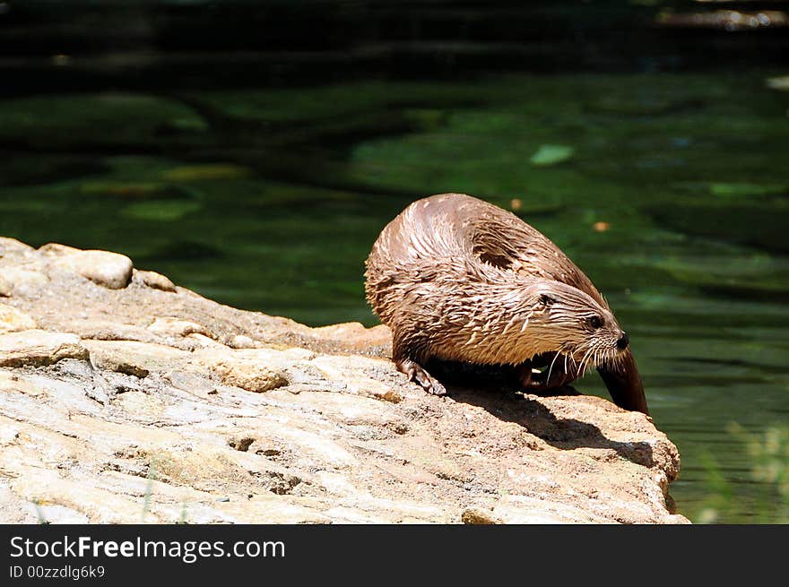 Otter