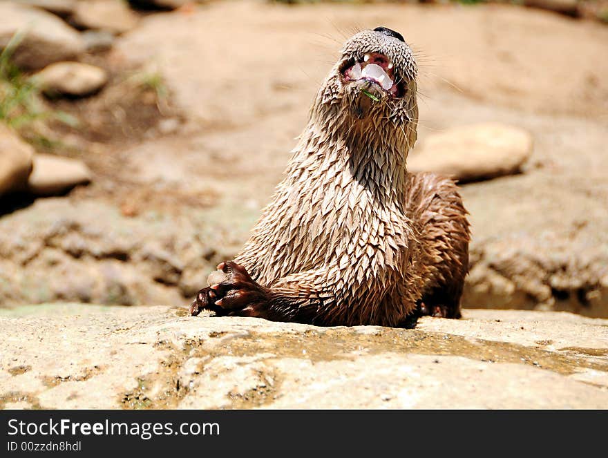 Otter