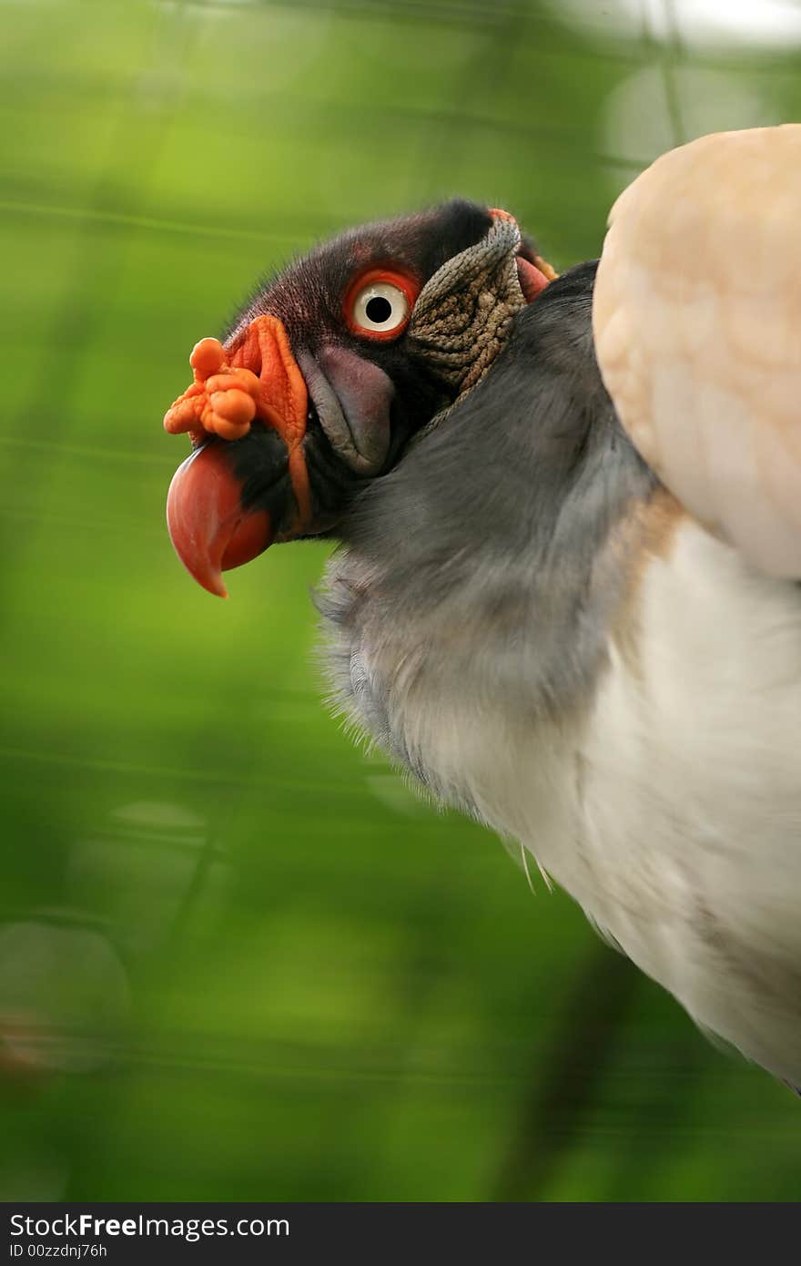 Portrait of vulture with red beak