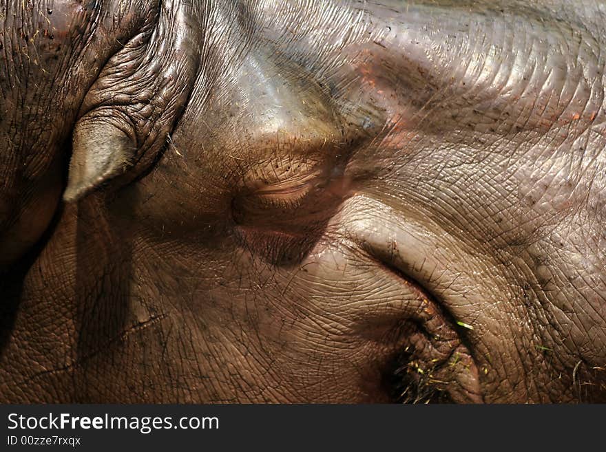 Close-up of sleeping hippo