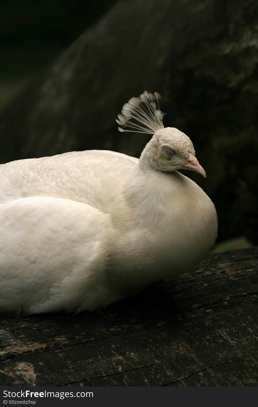 Sleeping white peacock sitting on trunk. Sleeping white peacock sitting on trunk