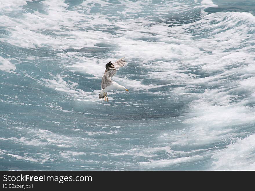 Seagull Searching a Pray