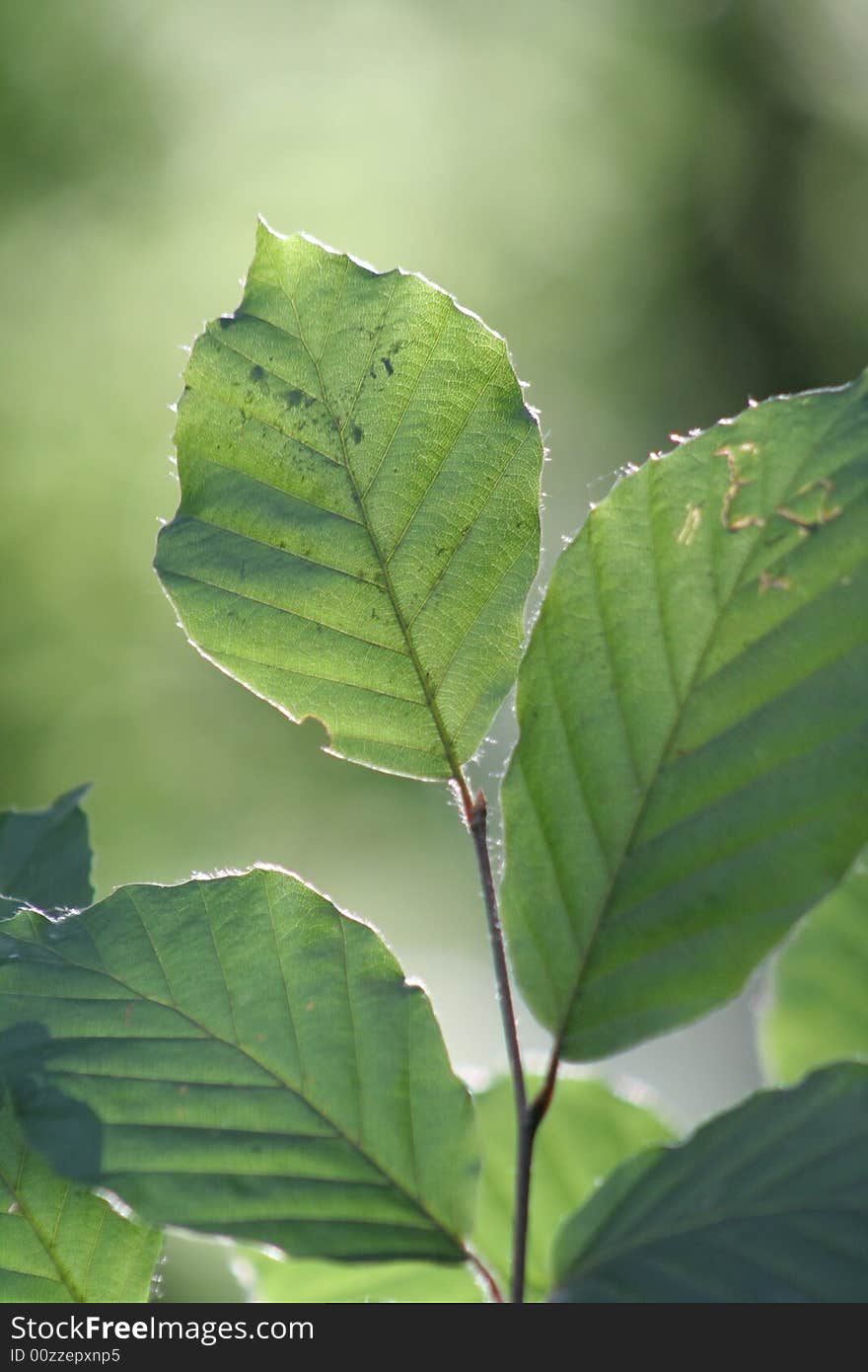 Green leafs