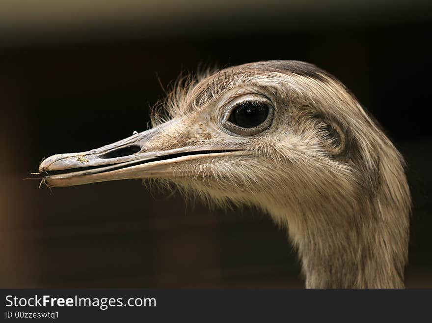 Closeup of ostrich head