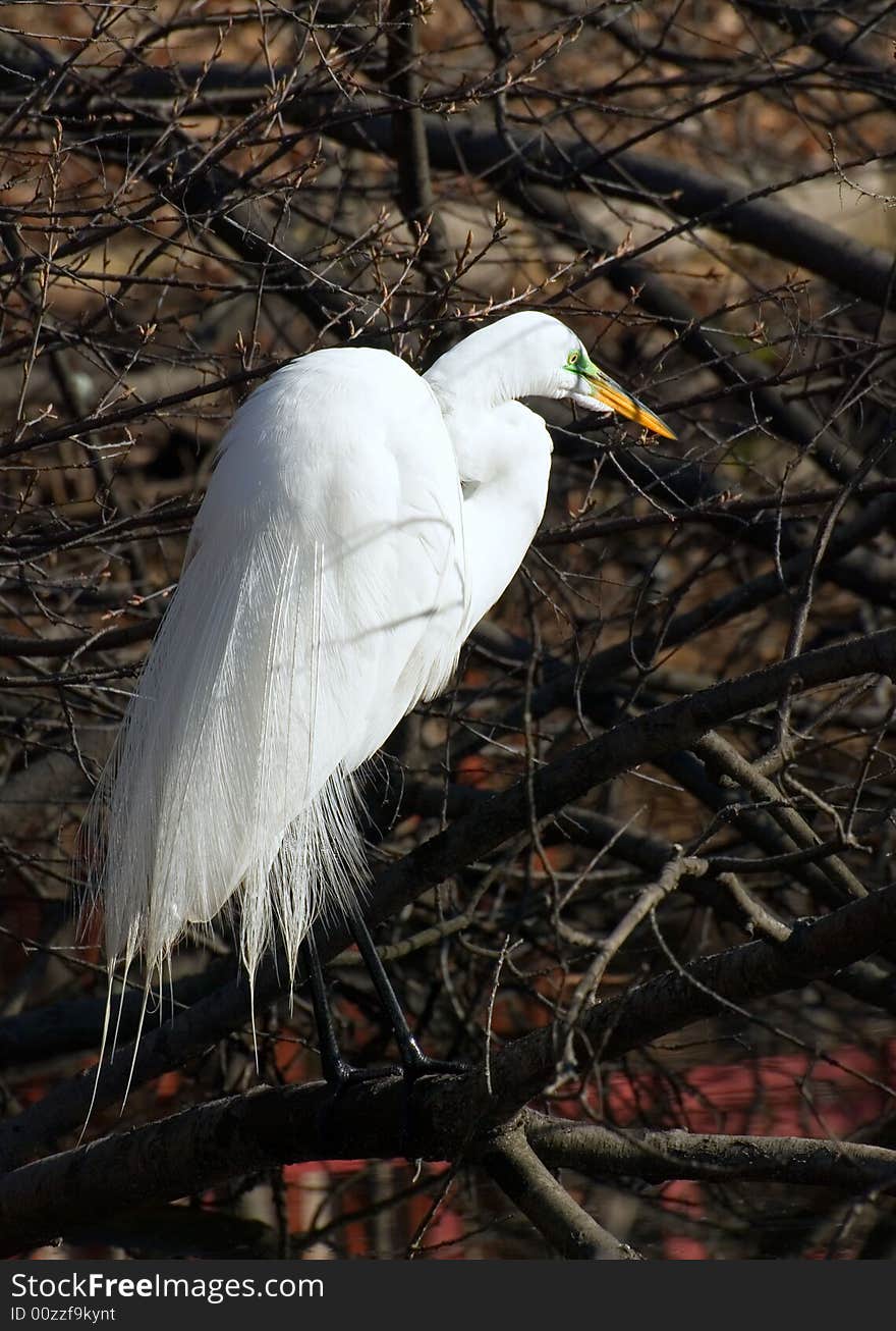 Great white egret on branch