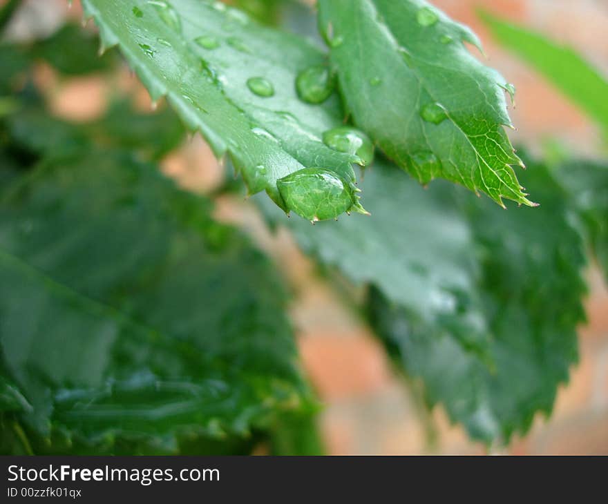 Water drop on the green leaf