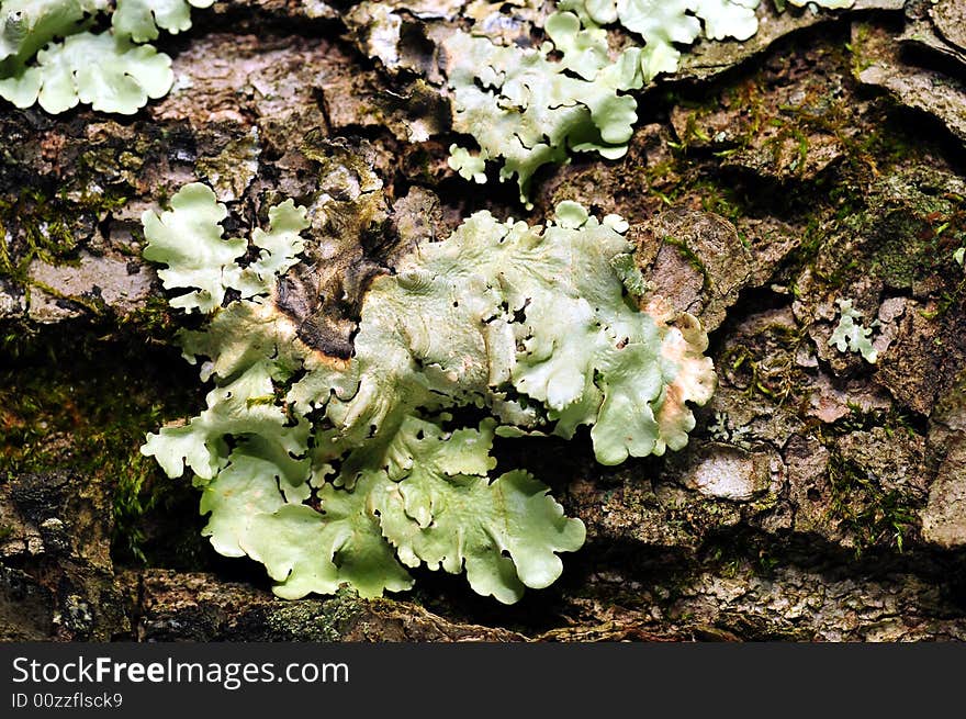 Tree bark texture against green grass