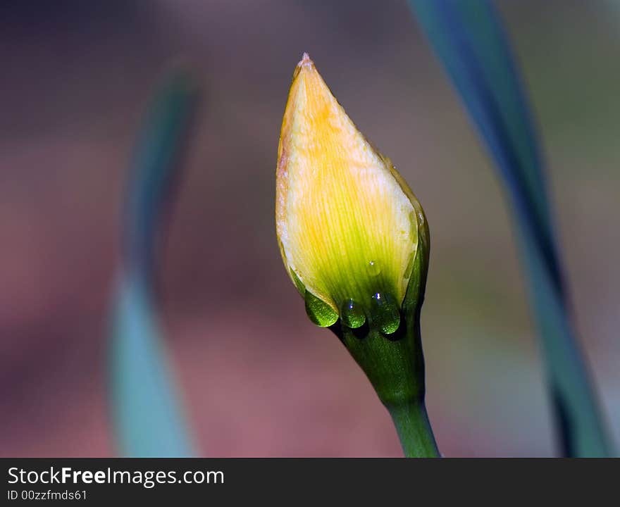 Bud Of Tulip And Morning Dew On It