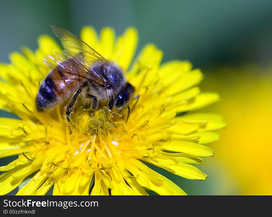 Close-up of bee  strewed with pollen