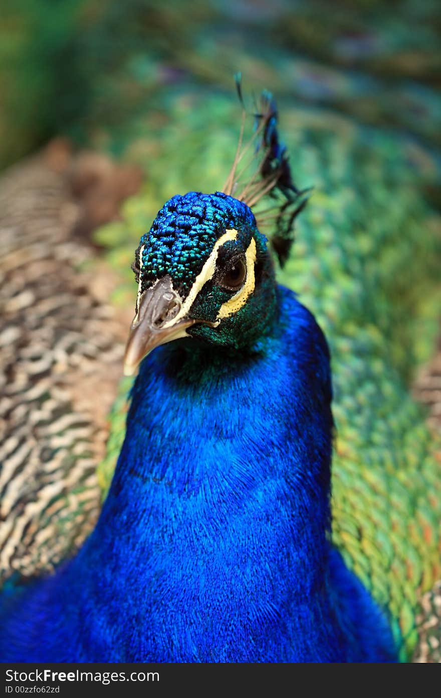 Close-up of beautiful peacock. Close-up of beautiful peacock