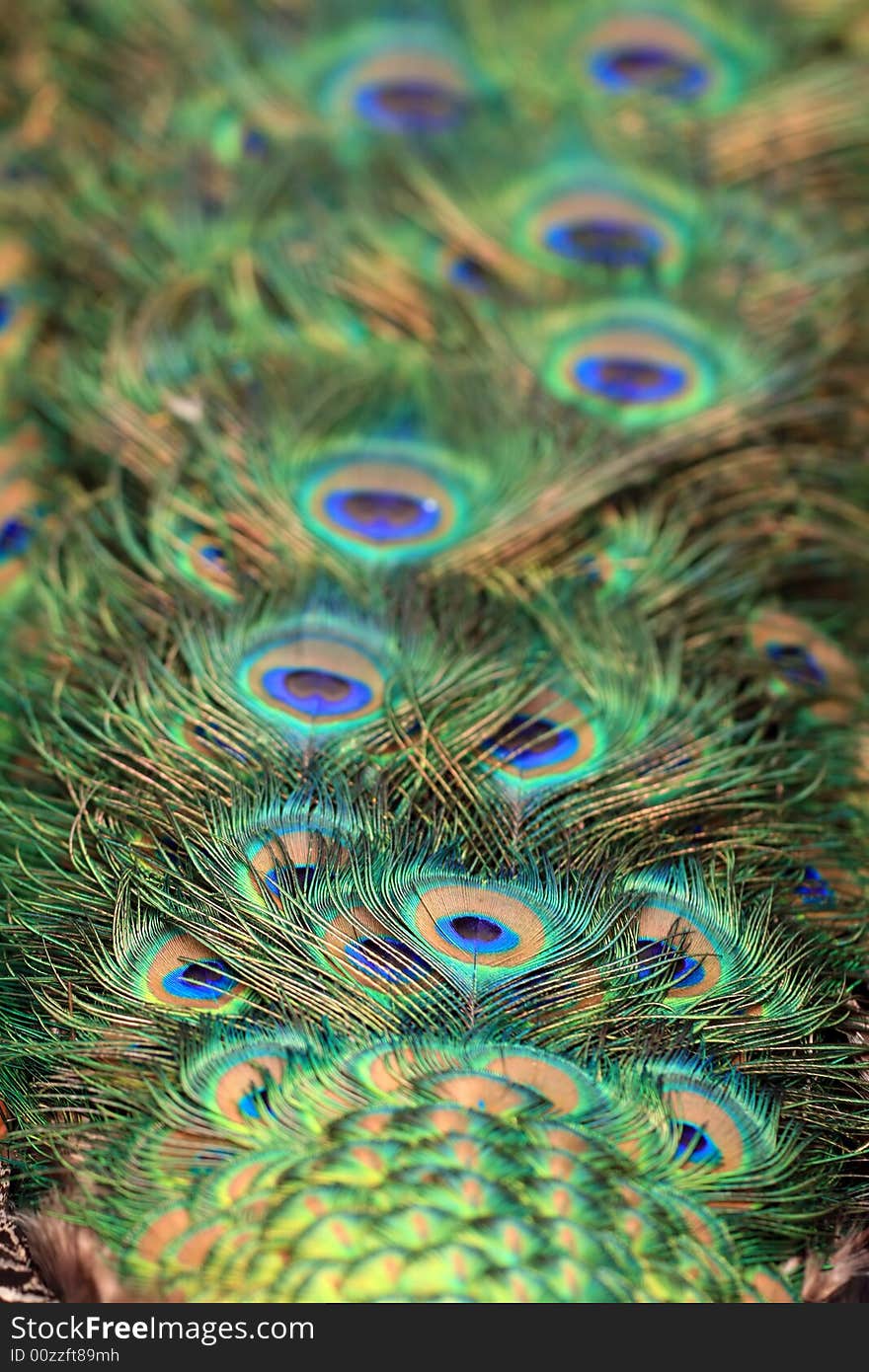 Colorful Plumage Of Peacock