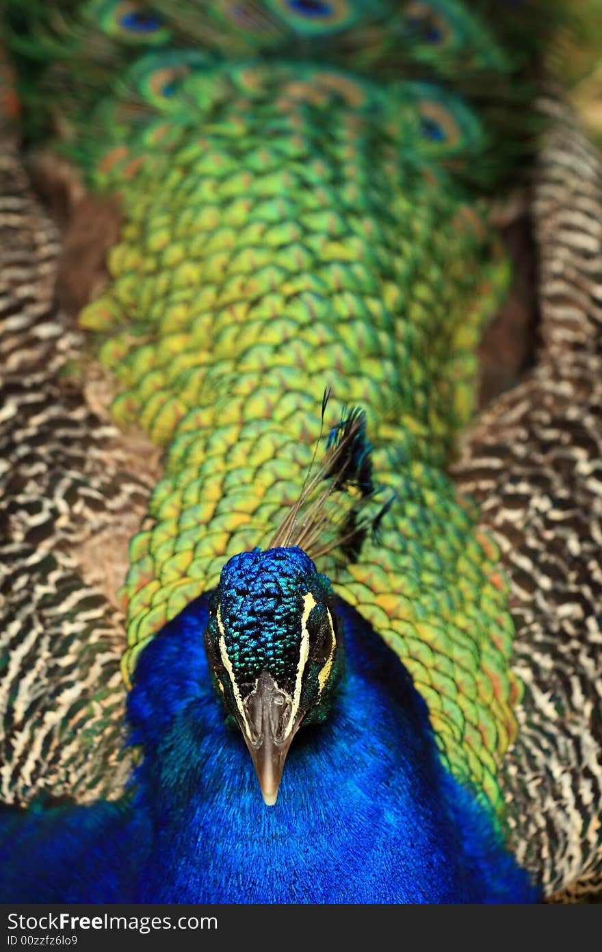 Close-up of beautiful peacock. Close-up of beautiful peacock