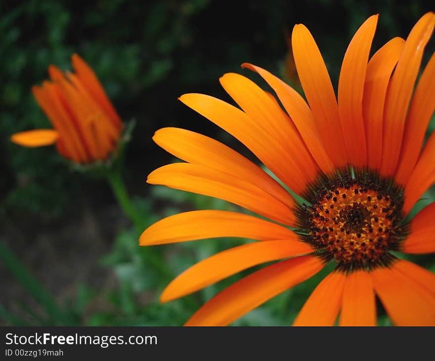 Beautiful orange flower and grass background