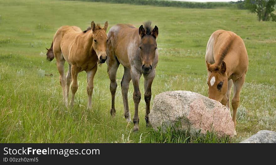 Three quarter horse foals in green pasture