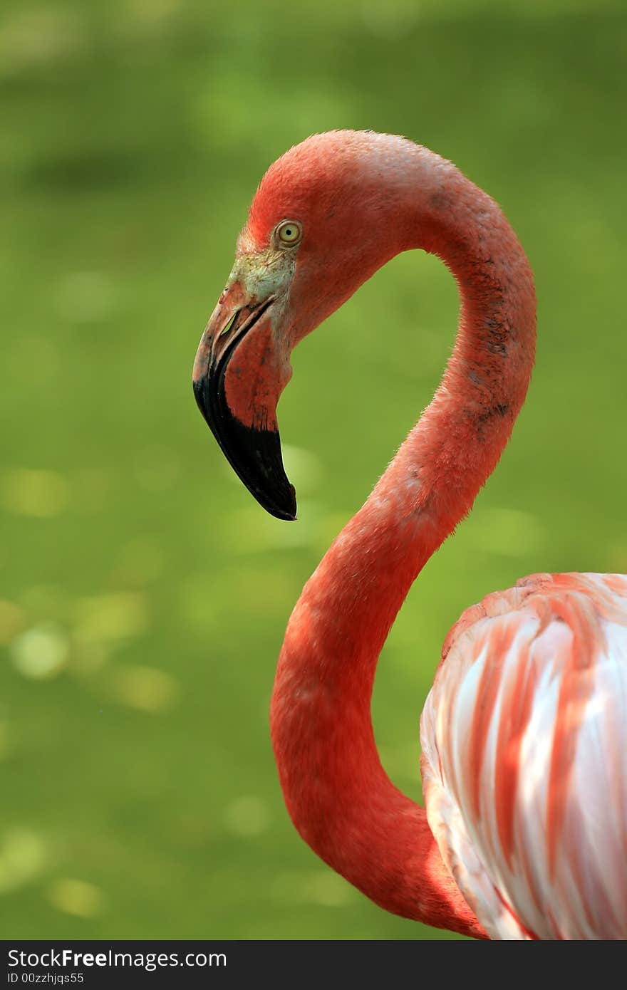 Portrait of flamingo (closeup with shallow depth of field)