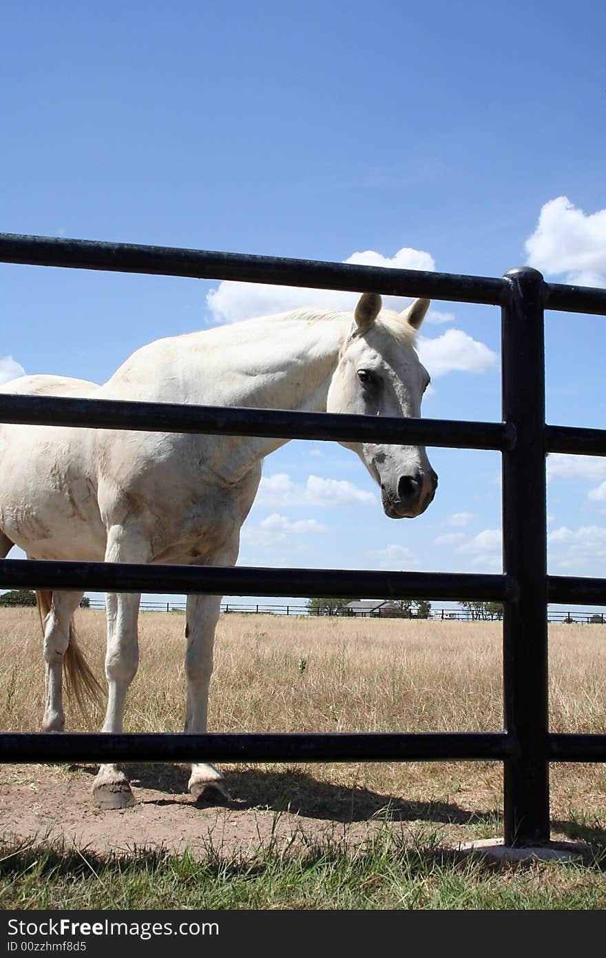 A white horse stands alone behind a gate looking caged in behind the bars. A white horse stands alone behind a gate looking caged in behind the bars.