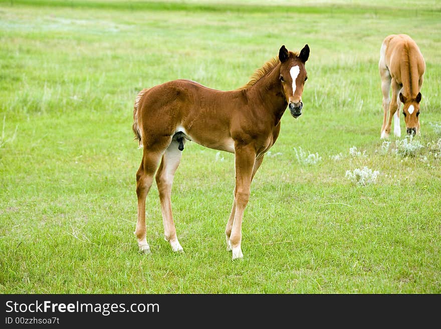 Quarter horse foal