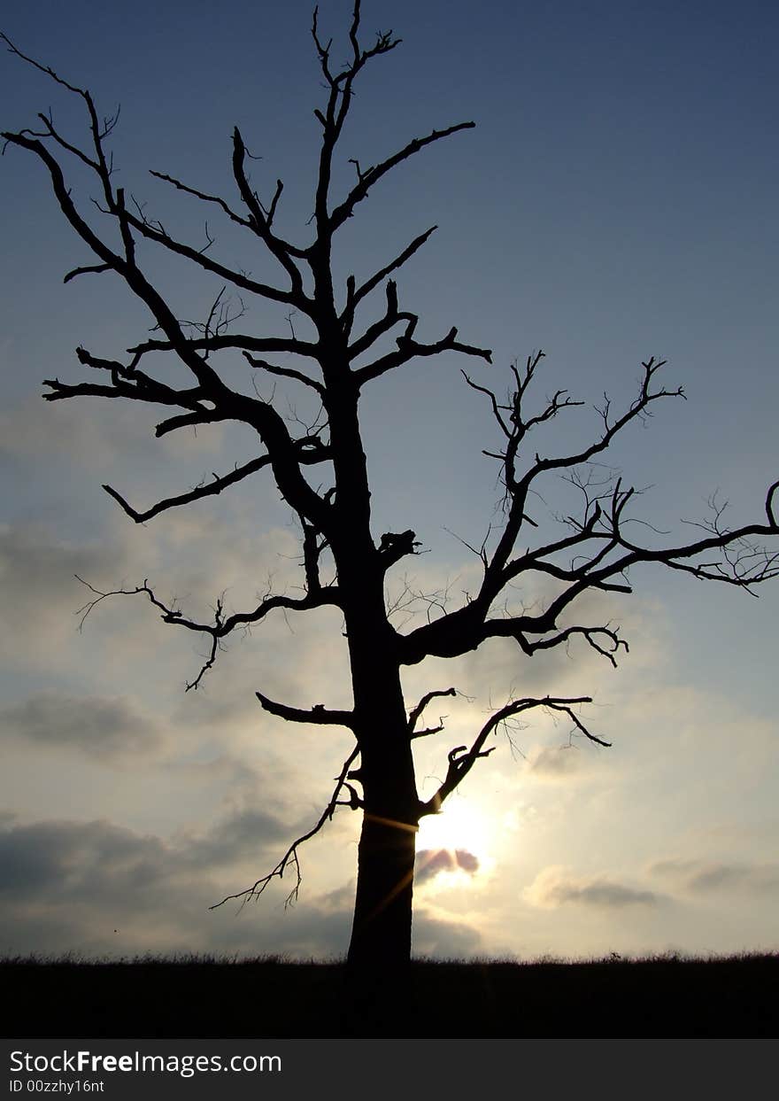 Lone wicked dead tree with sunsetting behind it. Lone wicked dead tree with sunsetting behind it