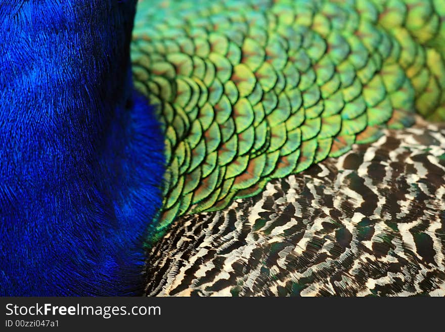 Abstract of plumage of peacock