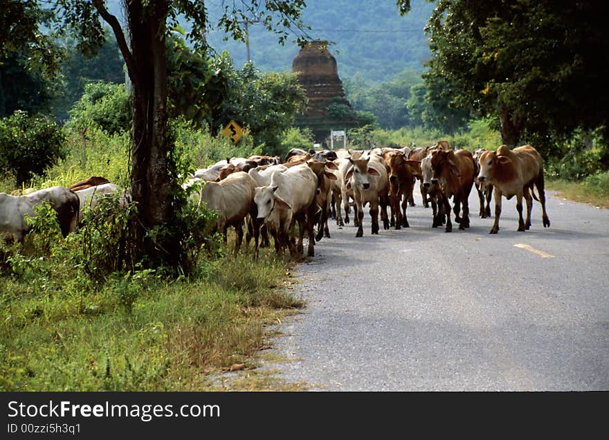 Cow-herd on the street near Ayutthaya, Thailand