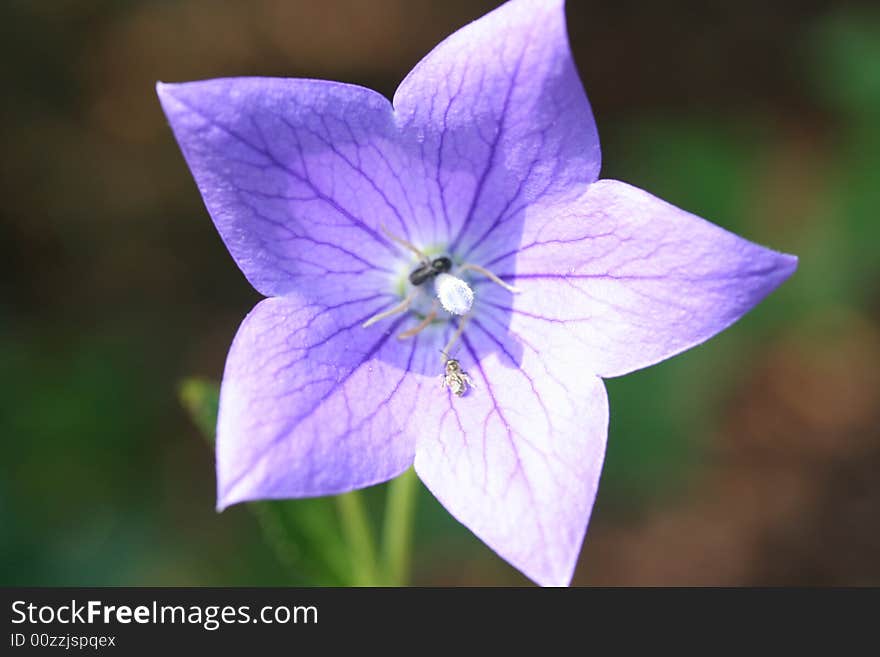 Gorgeous blue flower with center focus complete with ant. Gorgeous blue flower with center focus complete with ant.