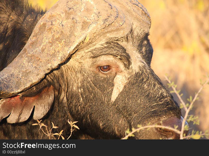 Photo of Buffalo taken in Sabi Sands Reserve in South Africa