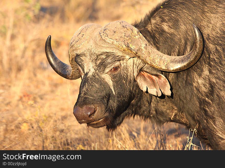 Photo of Buffalo taken in Sabi Sands Reserve in South Africa