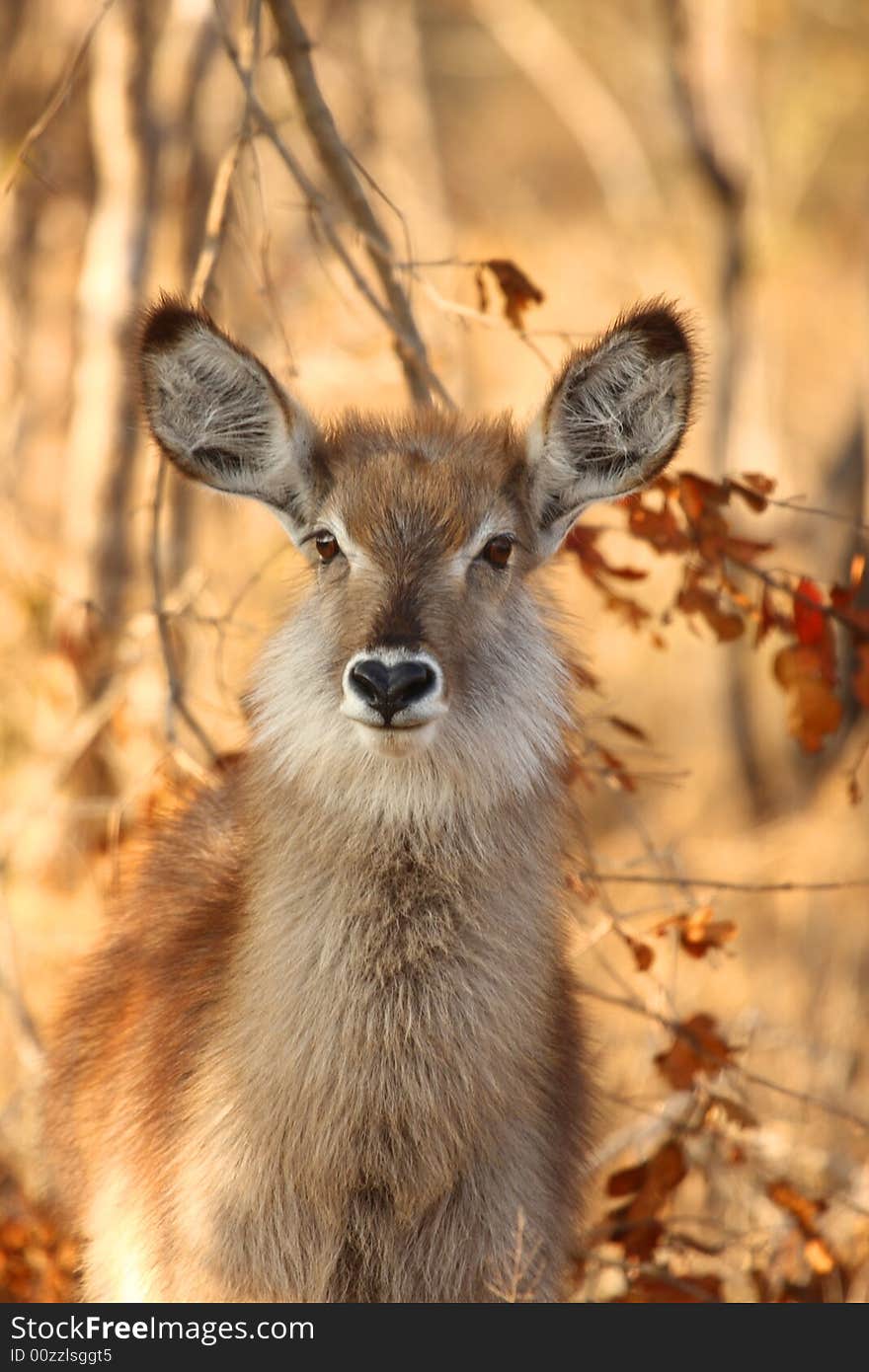 Female Waterbuck