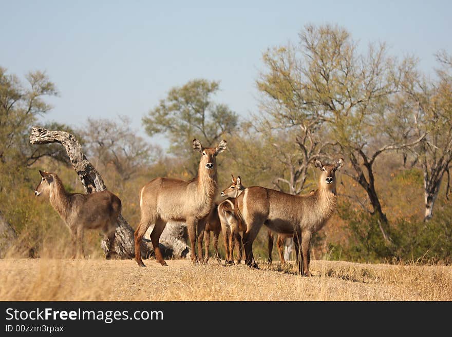 Female Waterbucks