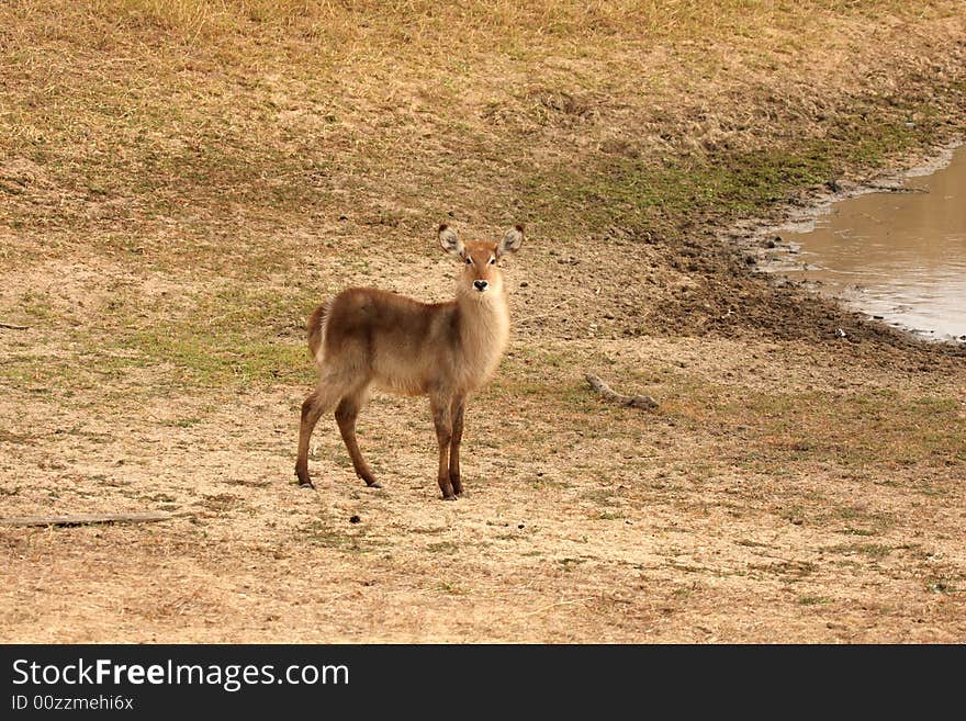 Female Waterbuck