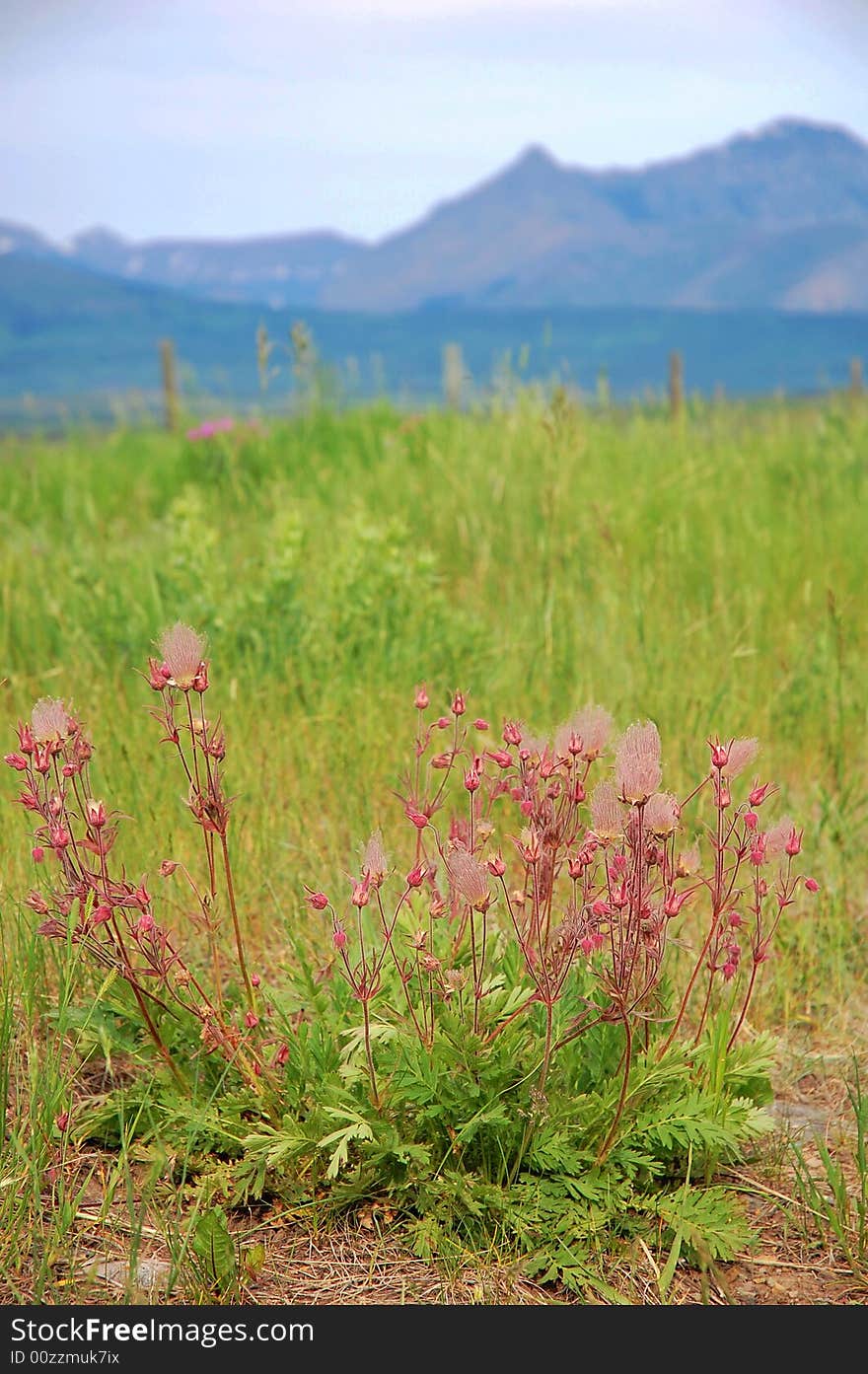 Blooming followers in southern alberta prairie, alberta, canada. Blooming followers in southern alberta prairie, alberta, canada