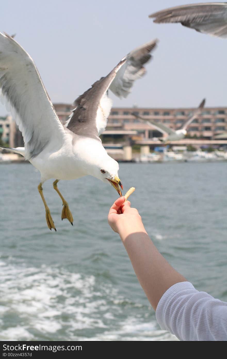 Feeding a Seagull