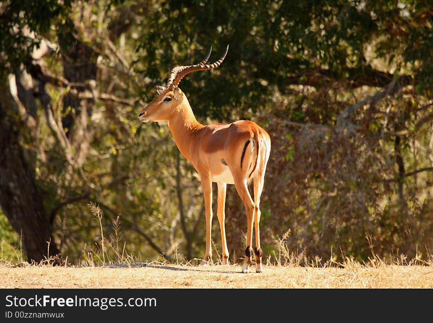 Male Impala